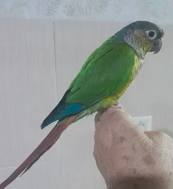 طوطی گرین چیک سخنگو|پرنده|الیگودرز, |دیوار