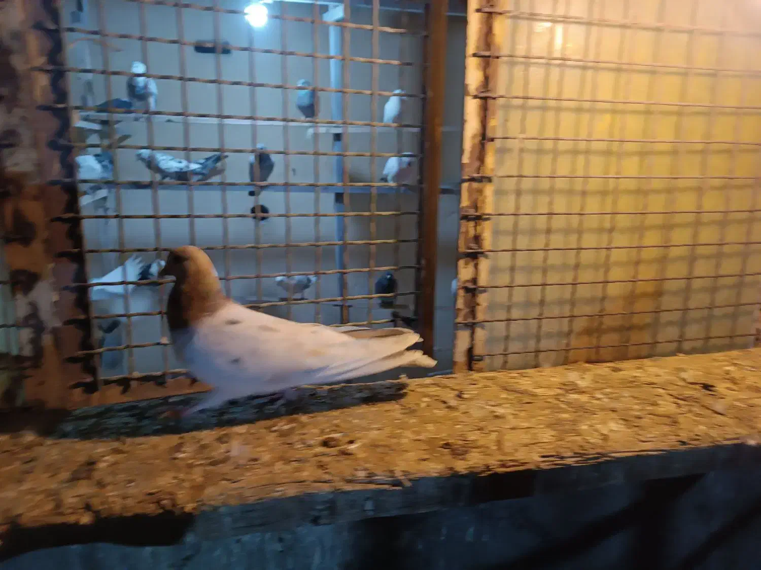 کبوتر دو عدد طوقی دو عدد سورر هما|پرنده|مشکین‌دشت, |دیوار