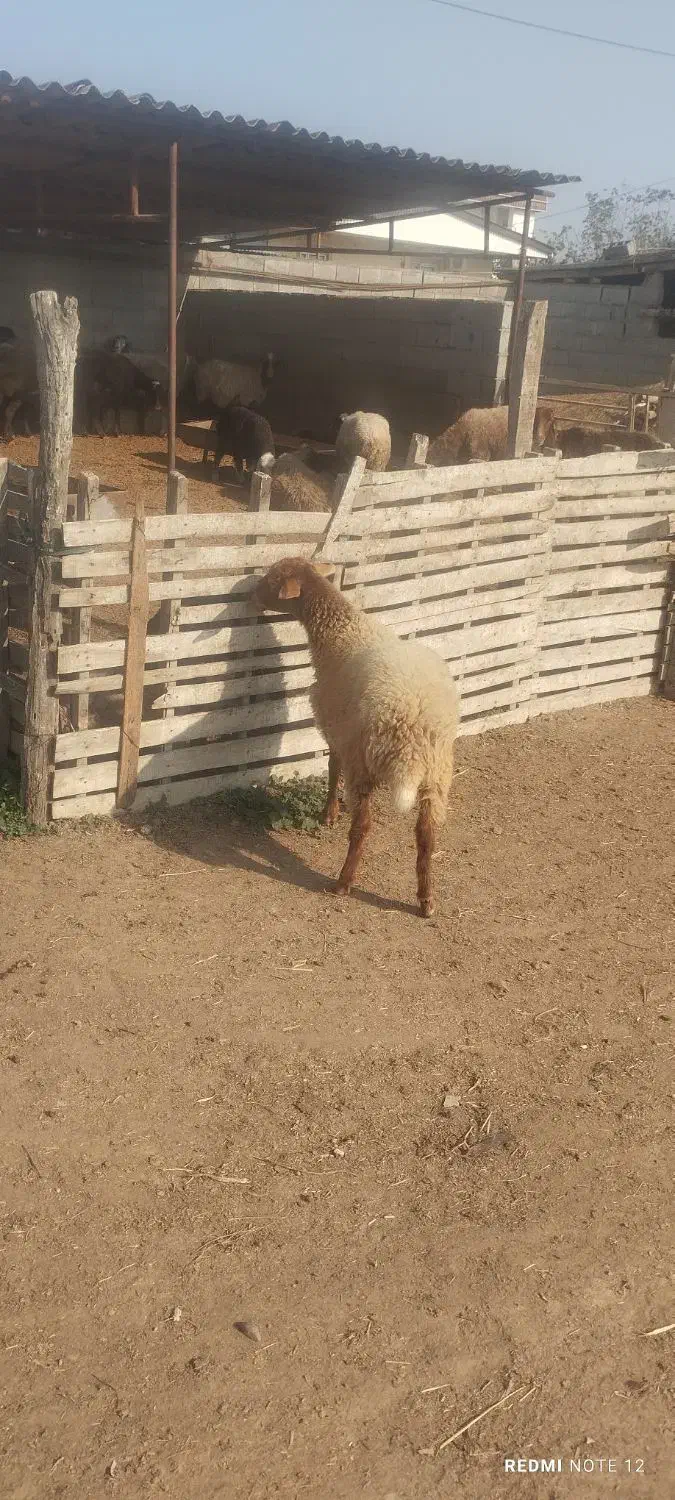 بره|حیوانات مزرعه|سیمین شهر, |دیوار