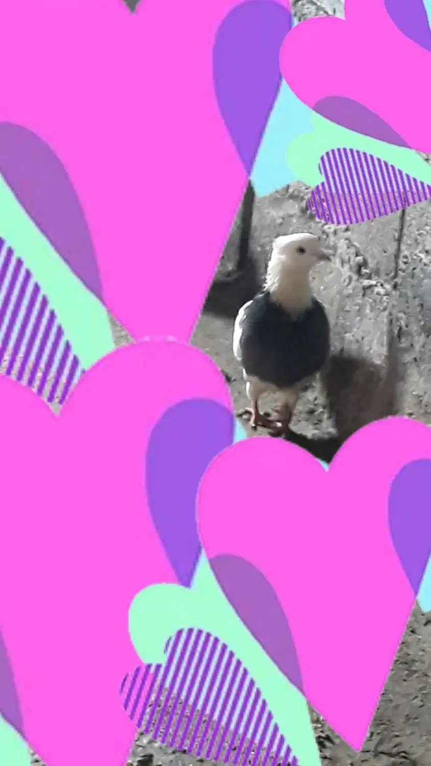 کبوتر طوقی|پرنده|جوانرود, |دیوار