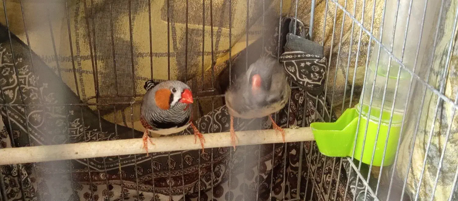 فنچ|پرنده|کرمان, |دیوار