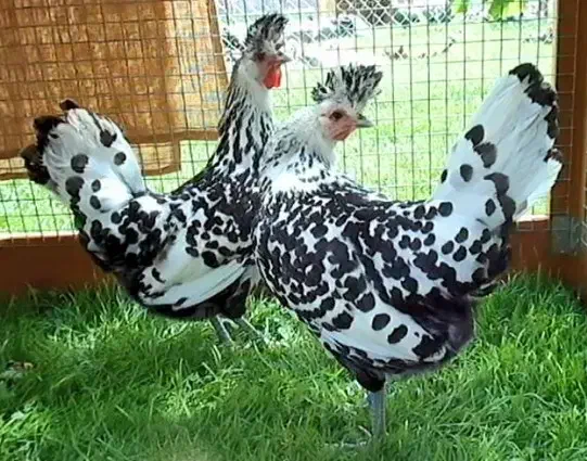 مرغ اپنزلر|حیوانات مزرعه|تهران, هلال احمر|دیوار