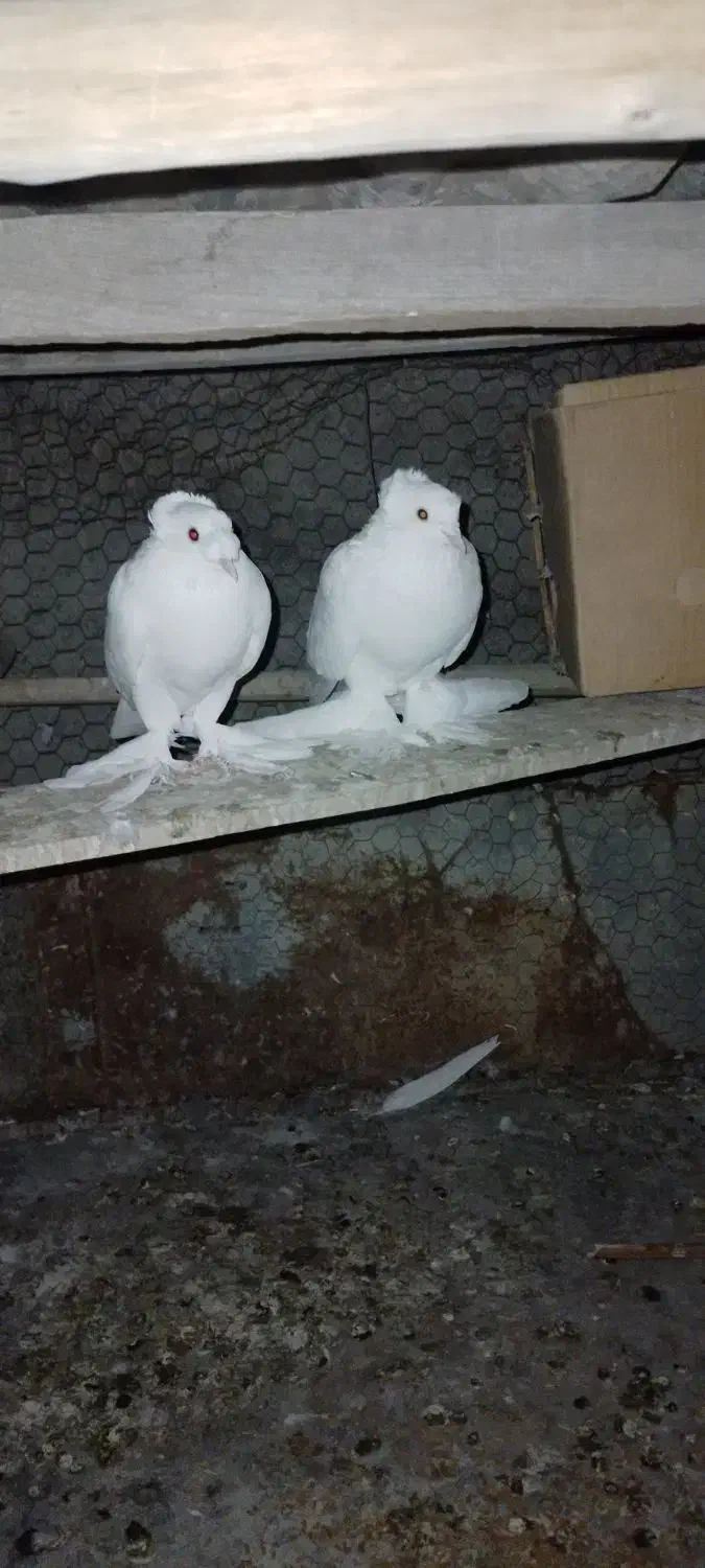 کبوتر راعبی|پرنده|باغ بهادران, |دیوار