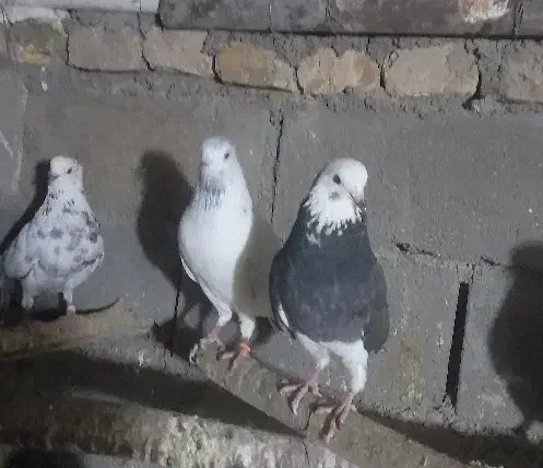 کفتر|پرنده|دامغان, |دیوار