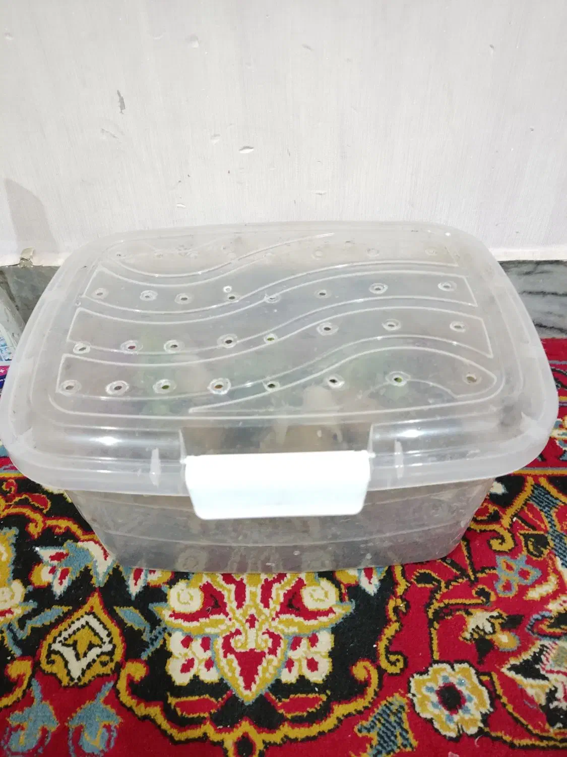 حلزون آلبینو سایز|خزنده|دزفول, |دیوار