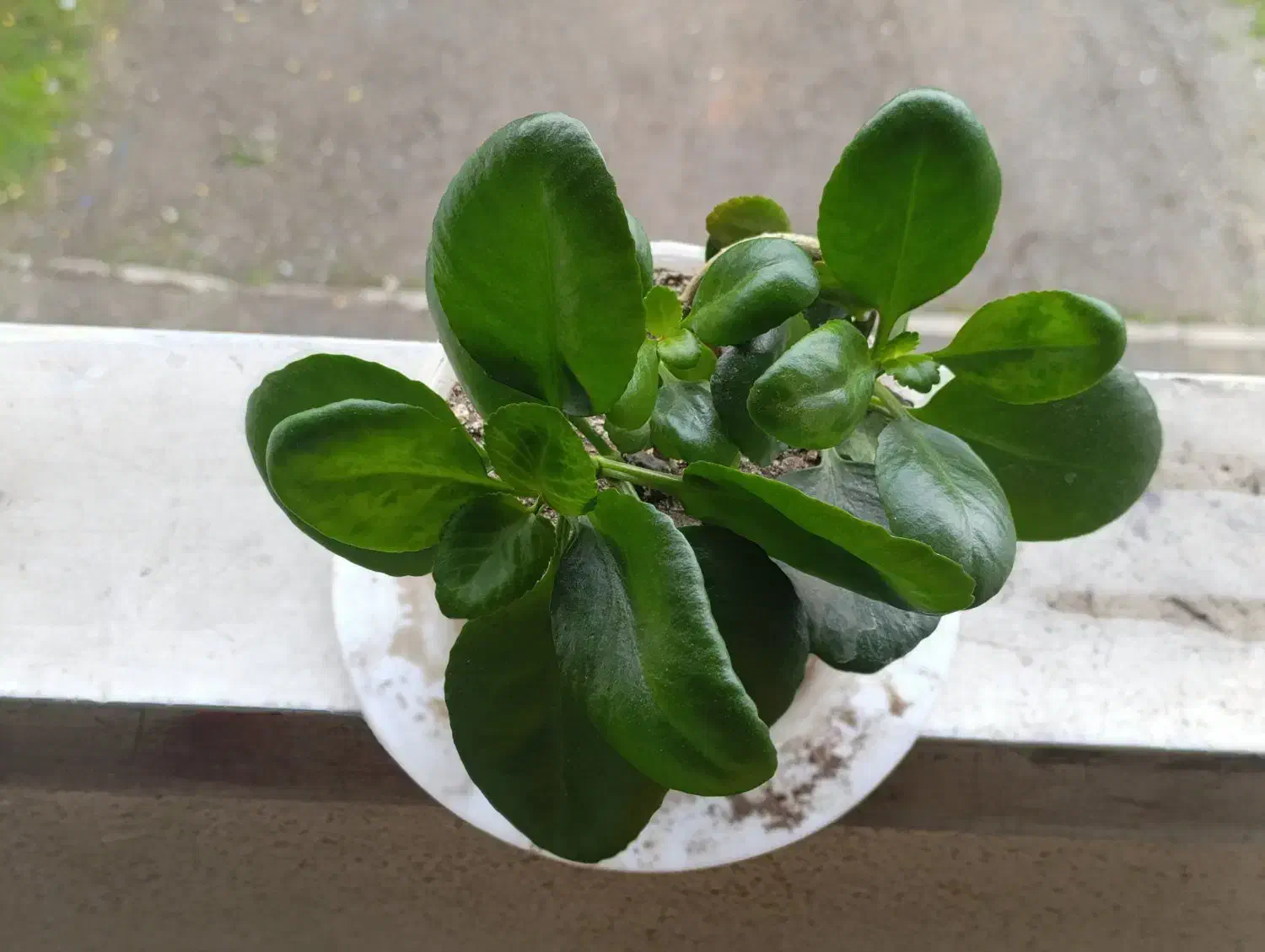 گل های آپارتمانی زیبا|گل و گیاه طبیعی|رشت, نیروی دریایی|دیوار