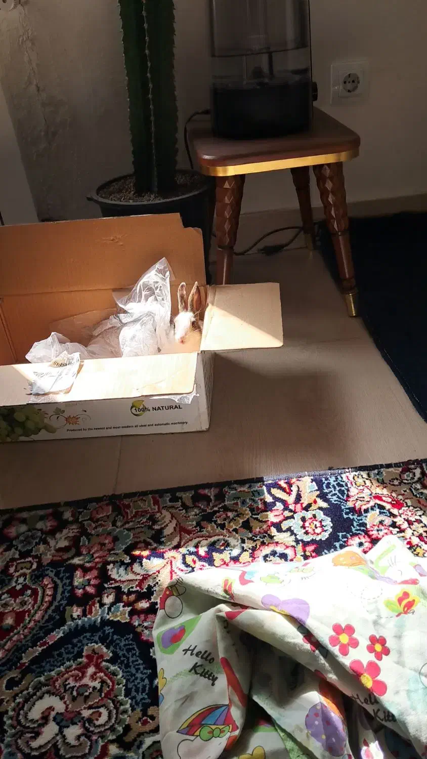 خرگوش سالم|موش و خرگوش|سنندج, |دیوار