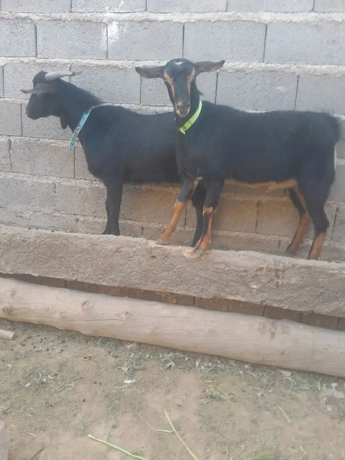 دوراس بزغاله نر و ماده مورسیا. فروشی|حیوانات مزرعه|تایباد, |دیوار