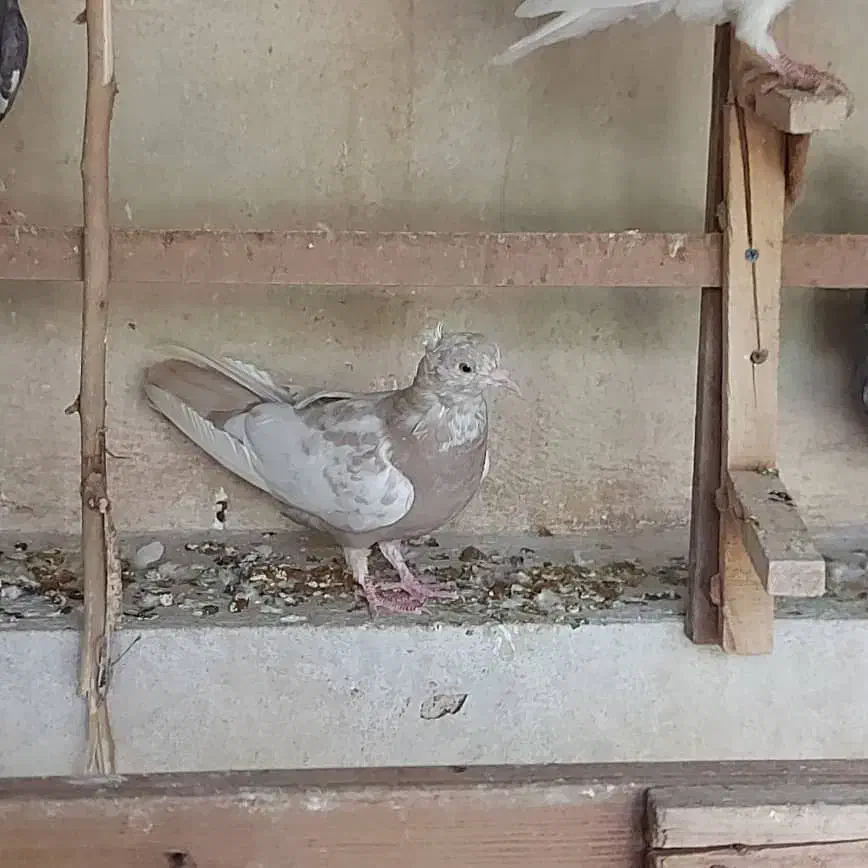 کبوتر|پرنده|شیراز, صنایع الکترونیک|دیوار