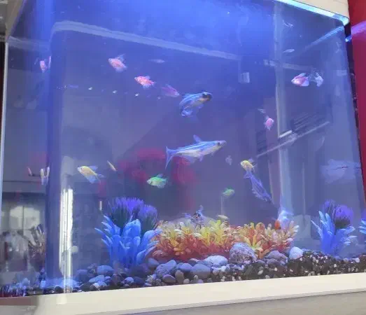 اکواریوم|ماهی|سبزوار, کاشفی شمالی (دادگستری)|دیوار