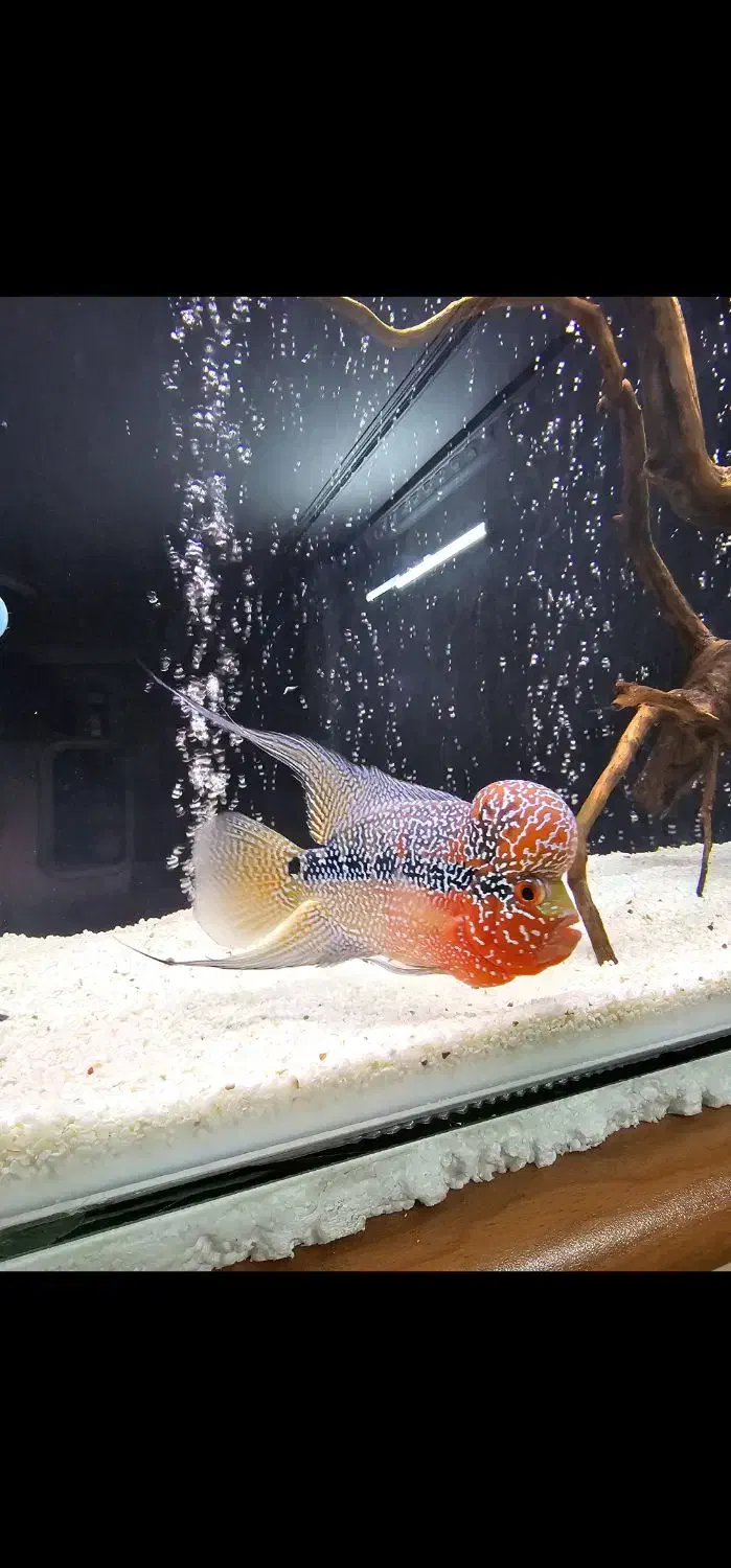 ماهی فلاور هورن تایلندی|ماهی|اصفهان, دشتستان|دیوار