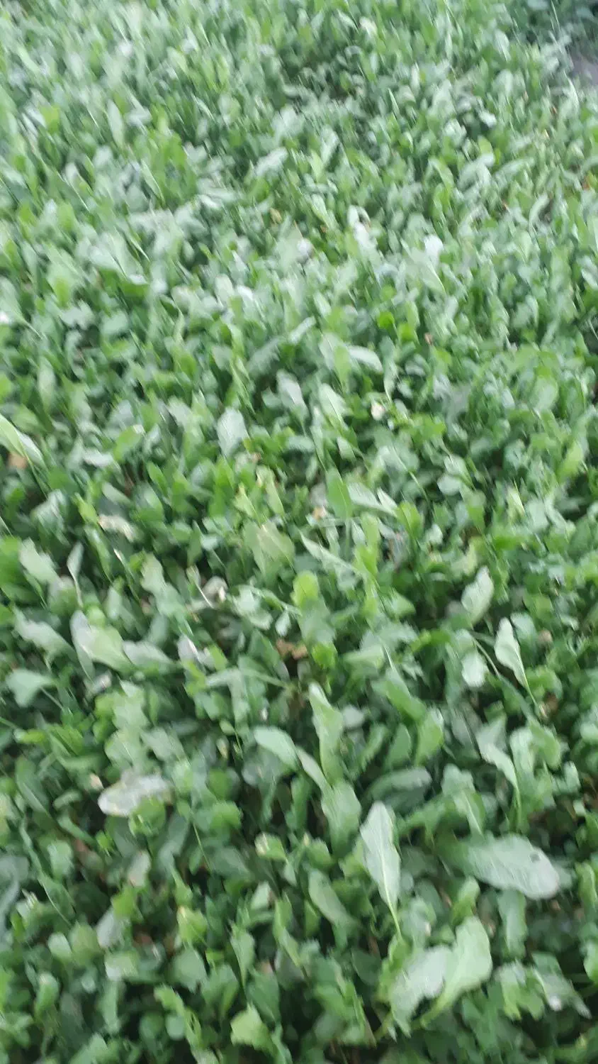 سبزی خوردن|خوردنی و آشامیدنی|خان ببین, |دیوار