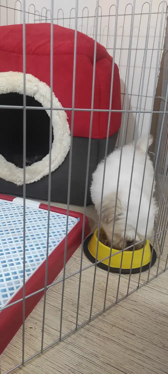 شیتزو|سگ|مشهد, جاهد شهر|دیوار