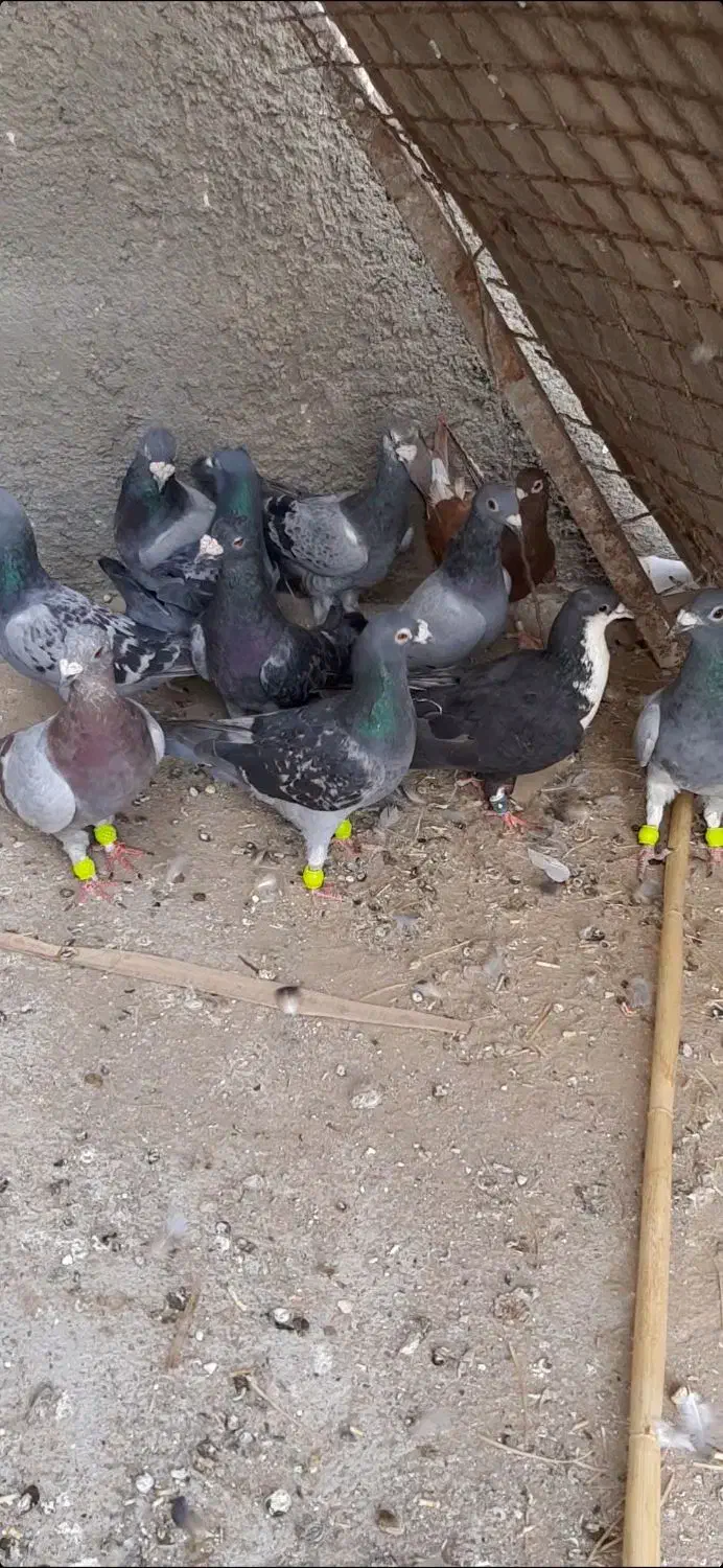کبوتر|پرنده|زهک, |دیوار