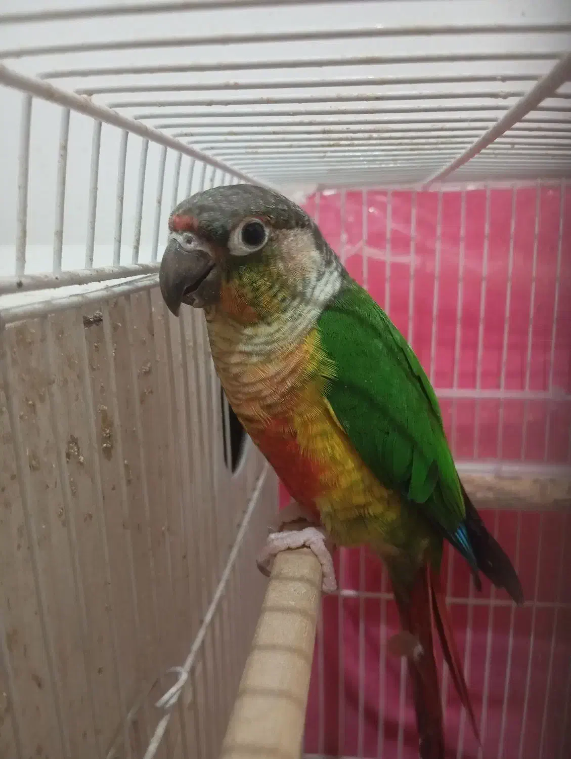 یک جفت گرینچیک مولد سرحال|پرنده|رضویه, |دیوار