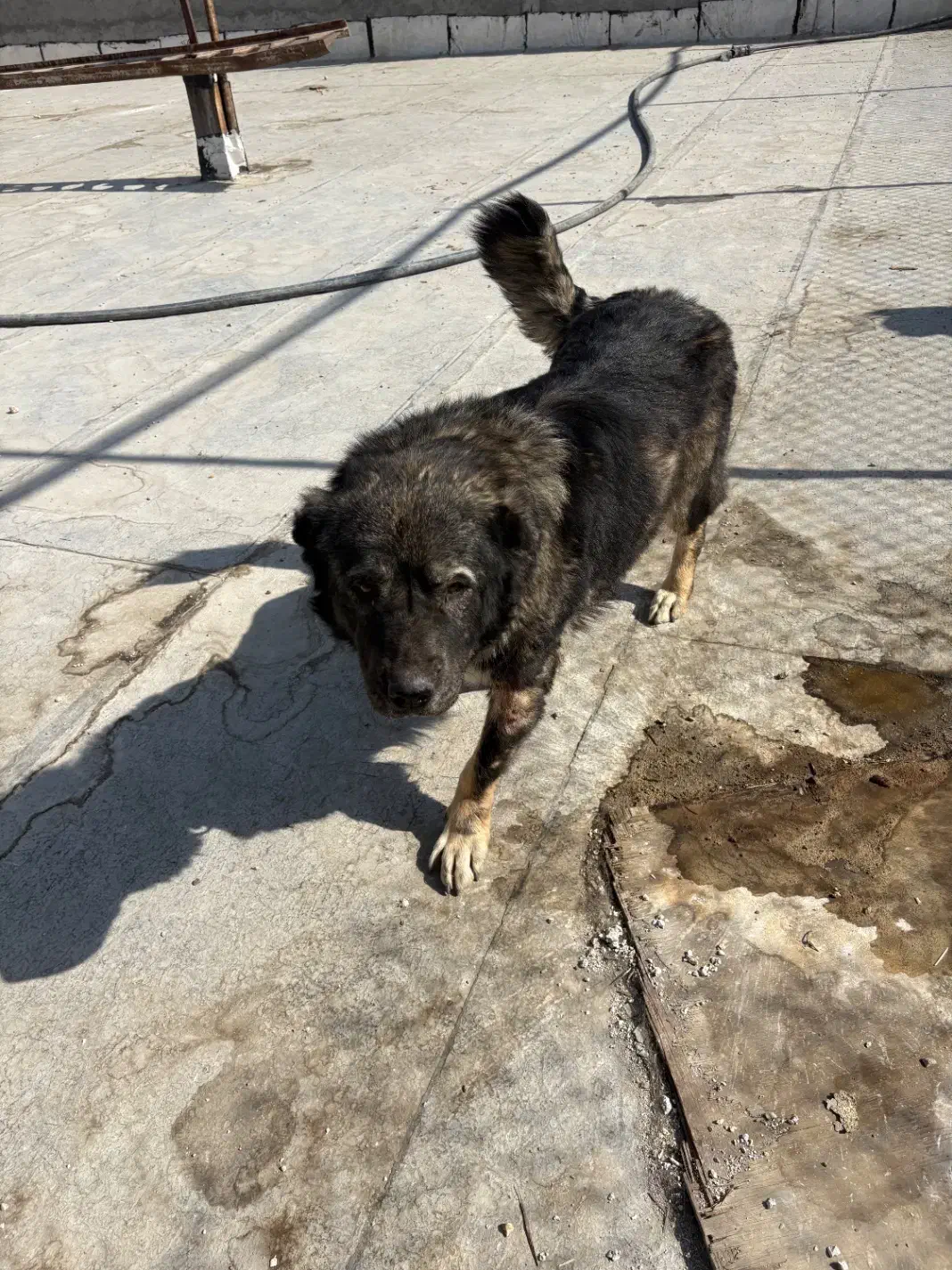 ۴عدد ماده قفقازی|سگ|پردیس, شهرک صنعتی کمرد|دیوار