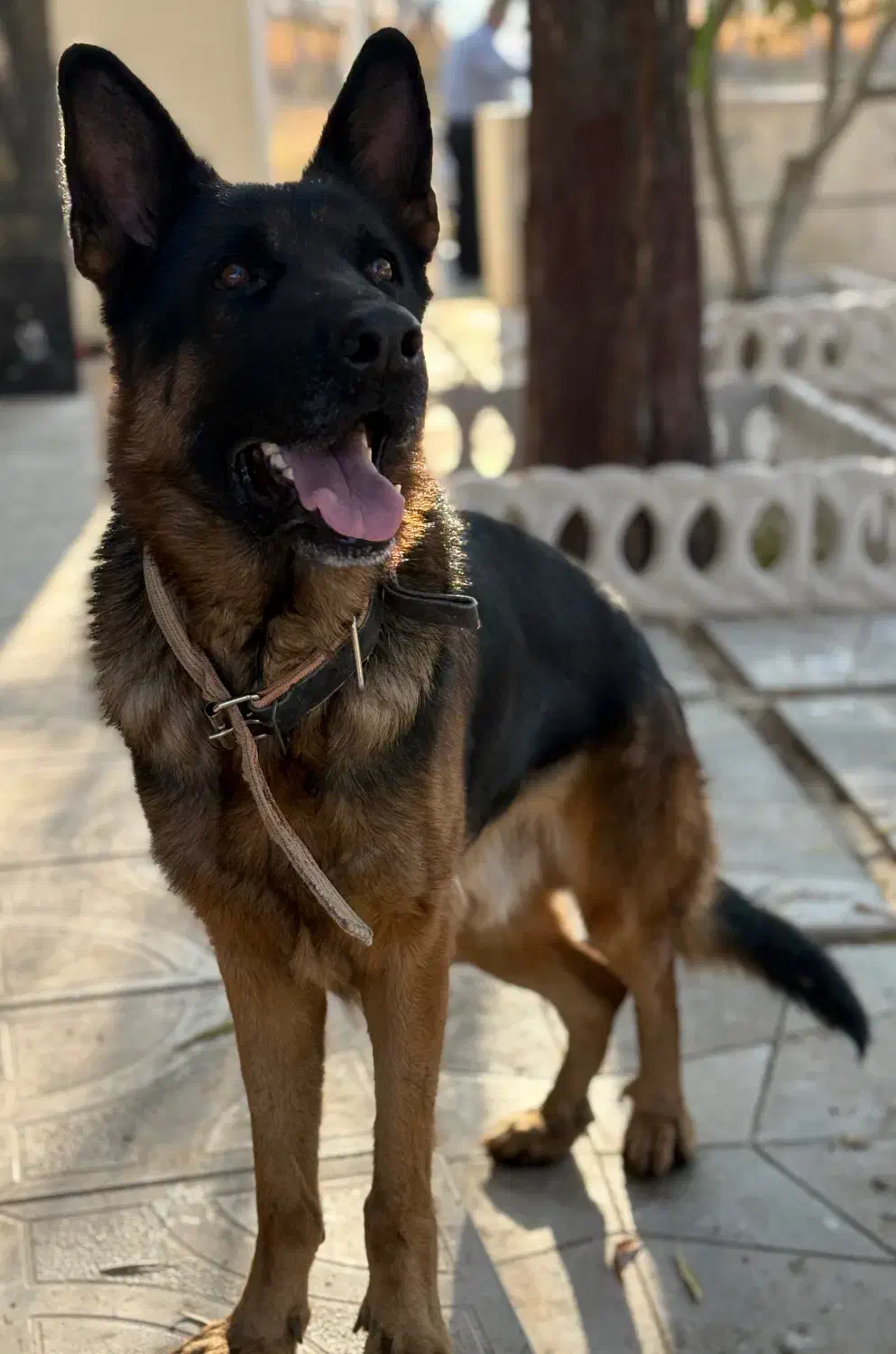 سگ ژرمن|سگ|میانه, |دیوار