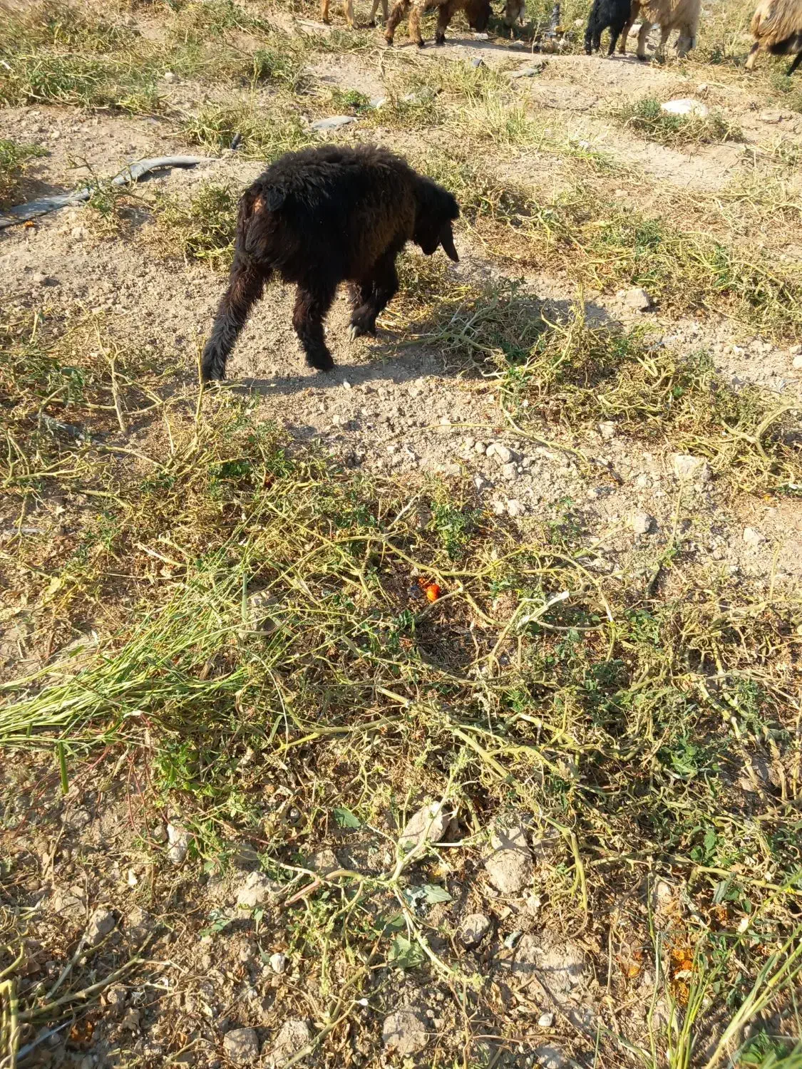 فروش ۷راس میش و بره|حیوانات مزرعه|پاسارگاد, |دیوار