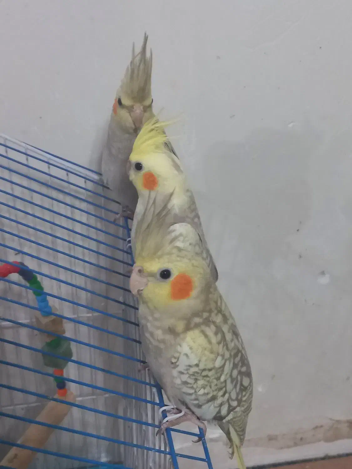 عروس هلندی 3ماهه|پرنده|رشت, جانبازان|دیوار