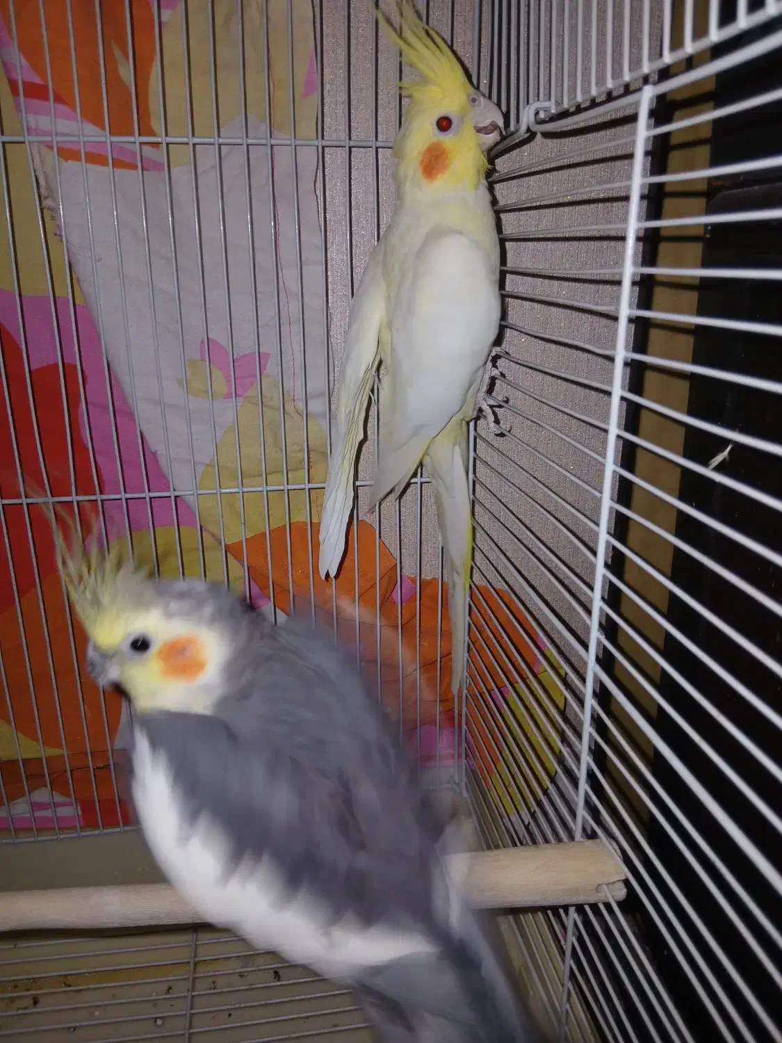 عروس هلندی مولد|پرنده|اندیشه, اندیشه فاز ۱|دیوار