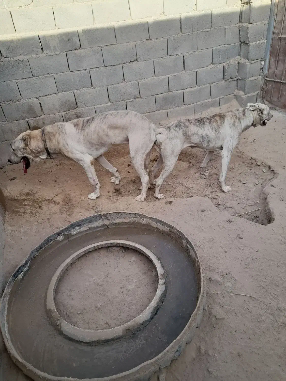 سگ فروشی|سگ|قائن, |دیوار