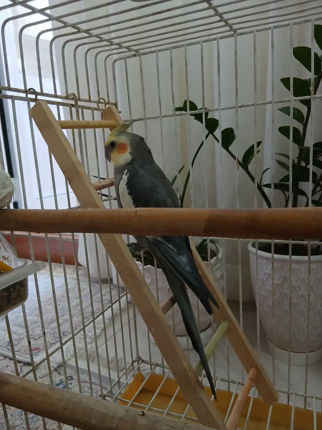 عروس هلندی سخنگو|پرنده|شهریار, شهرک امیریه|دیوار