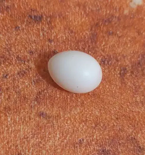 تخمطوطی عروسهلندی|پرنده|هندیجان, |دیوار