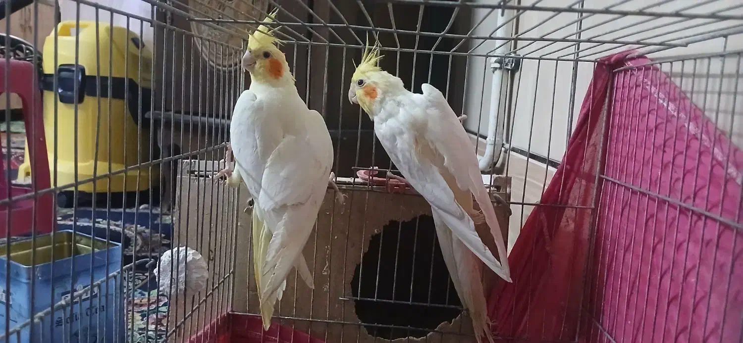 جفت عروس بالق|پرنده|سیرجان, |دیوار