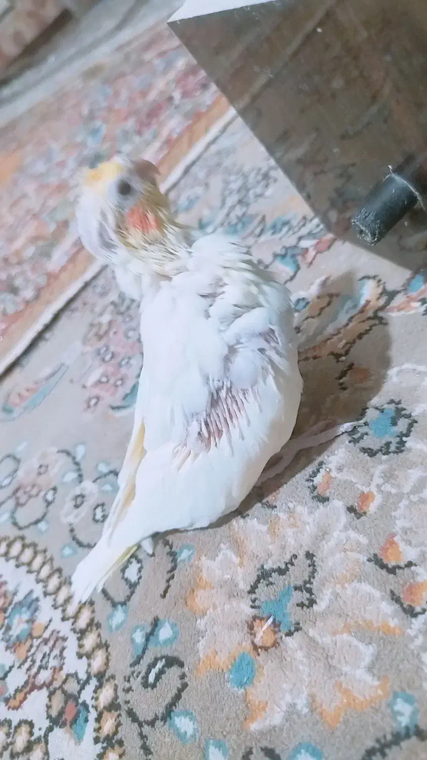 جوجه عروس هلندی لوتینو|پرنده|کرباسک, |دیوار