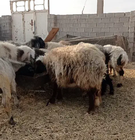 میش زاییده و ابستن|حیوانات مزرعه|بهبهان, |دیوار