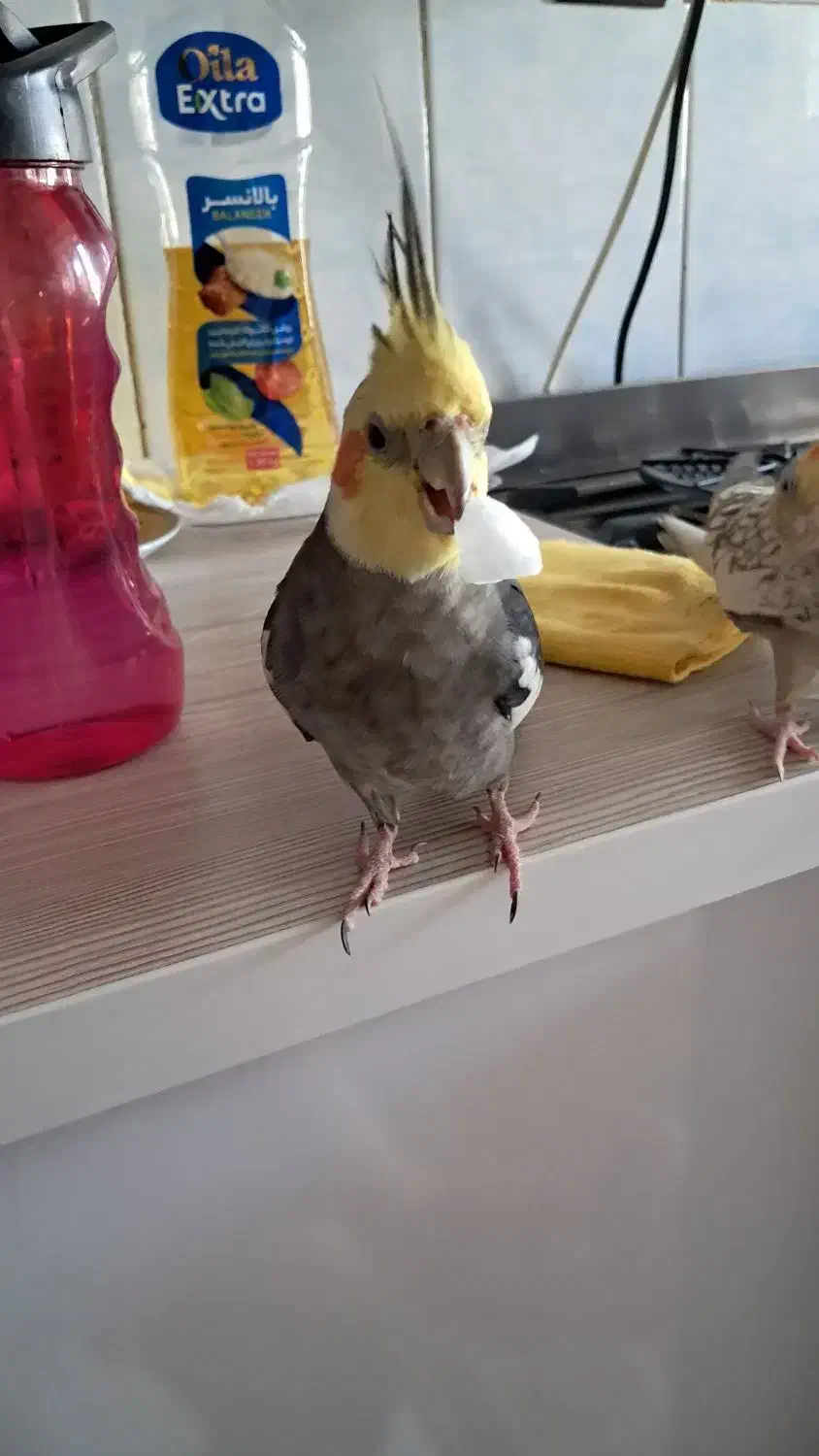 عروس هلندی گمشده|پرنده|چالوس, |دیوار