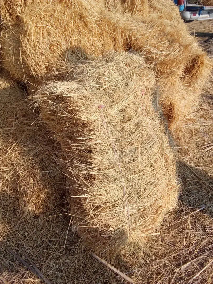 پرس علف دم|لوازم جانبی حیوانات|پلدشت, |دیوار