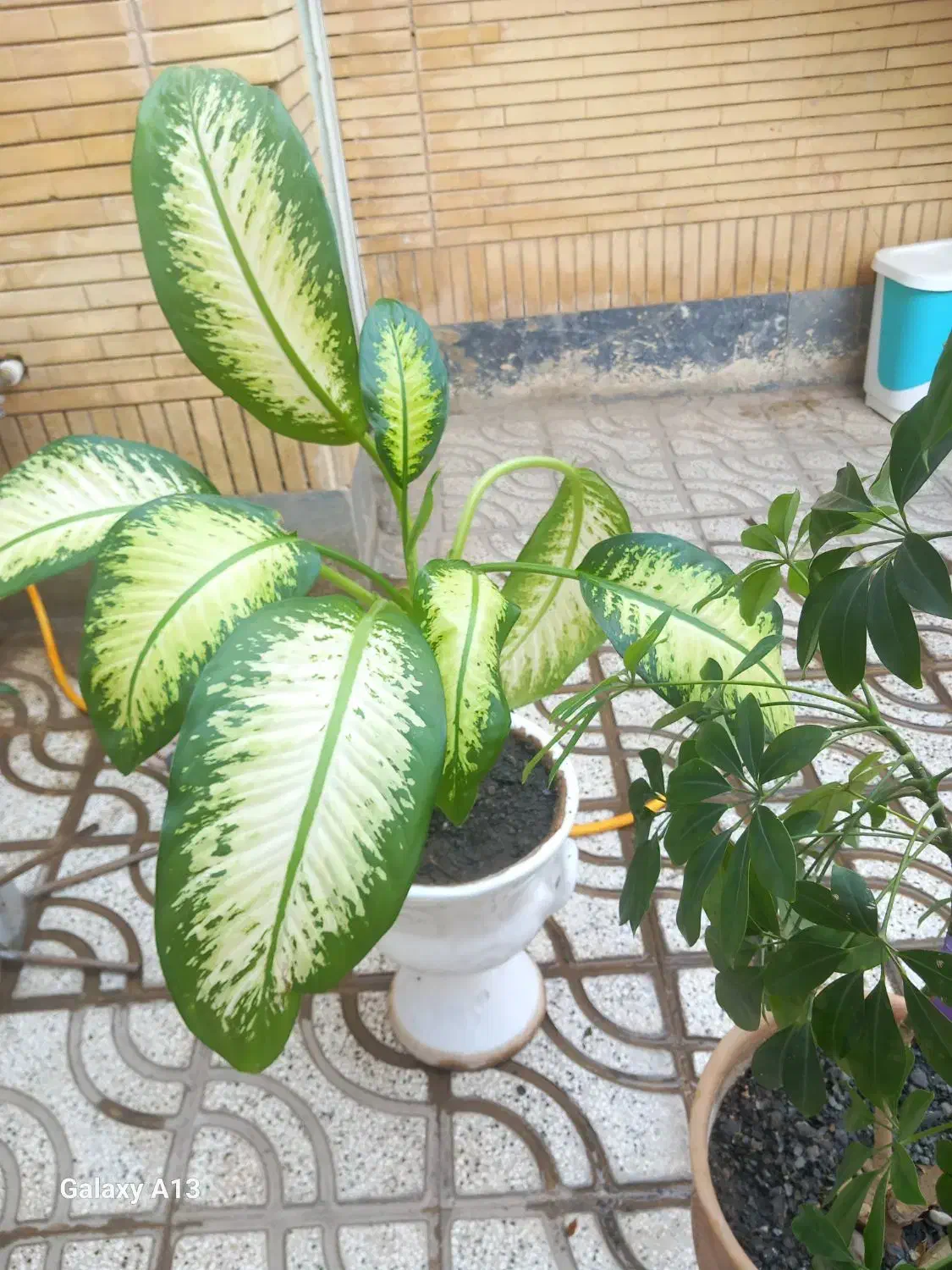 گل آپارتمانی|گل و گیاه طبیعی|نیشابور, شهرک رسولی|دیوار