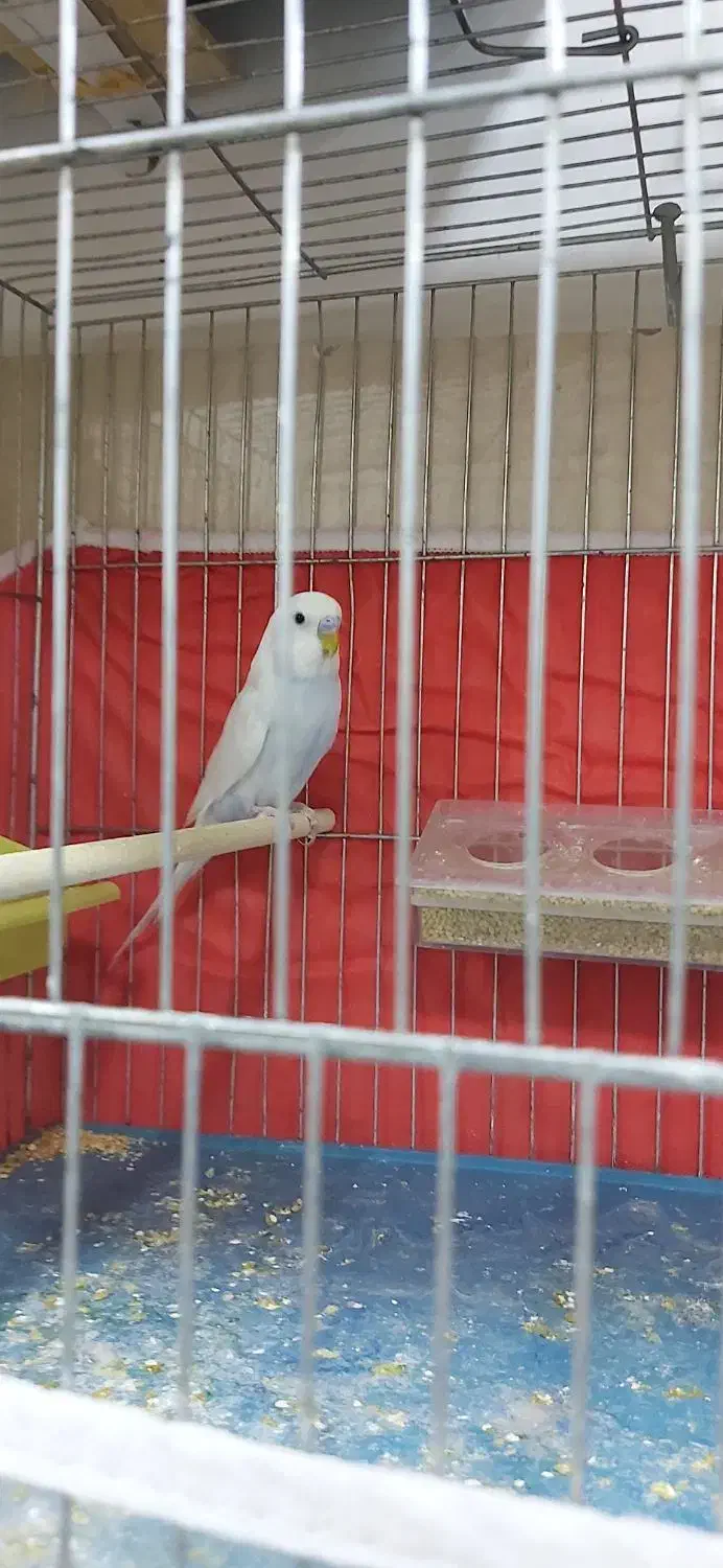 فروش دان ولوازم پرندگان عزیزی|پرنده|مهاباد (آذربایجان غربی), |دیوار