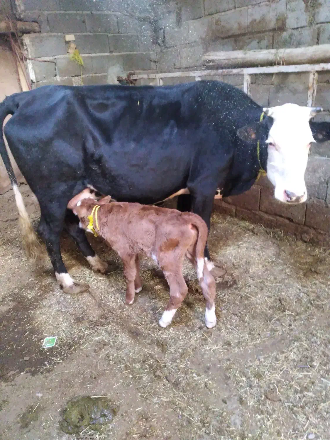 یک راس گاو سیمینتال باگوساله نر|حیوانات مزرعه|هریس, |دیوار