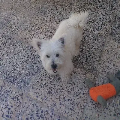 سگ خانگی|سگ|شهرکرد, |دیوار