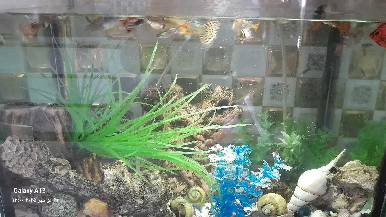 اکواریوم با تمام لوازم و ماهی|ماهی|آبیک, |دیوار