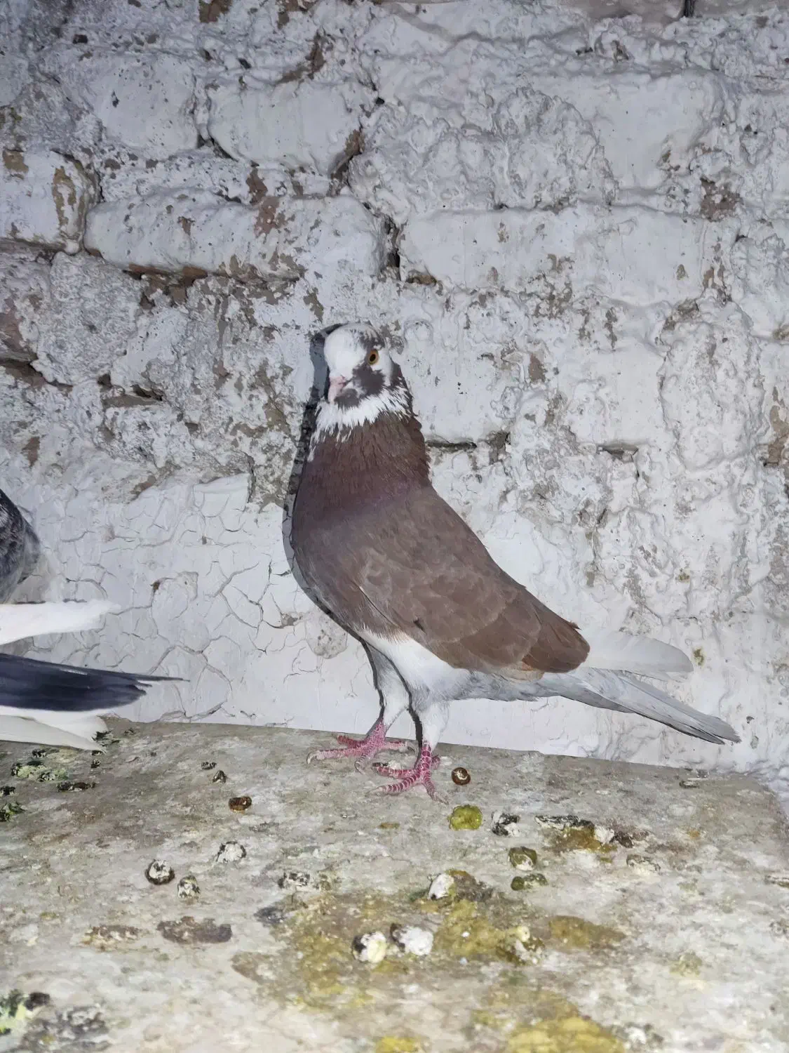 شازده قرمز کاکلی و..|پرنده|رباط‌کریم, رباط‌کریم|دیوار