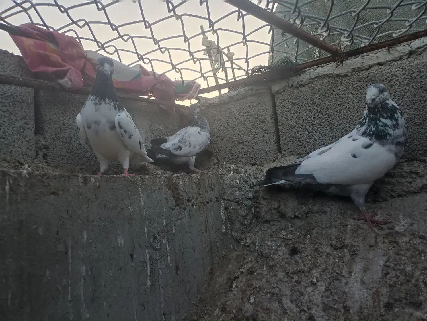 ک،ب،و،ت،ر|پرنده|چابهار, |دیوار