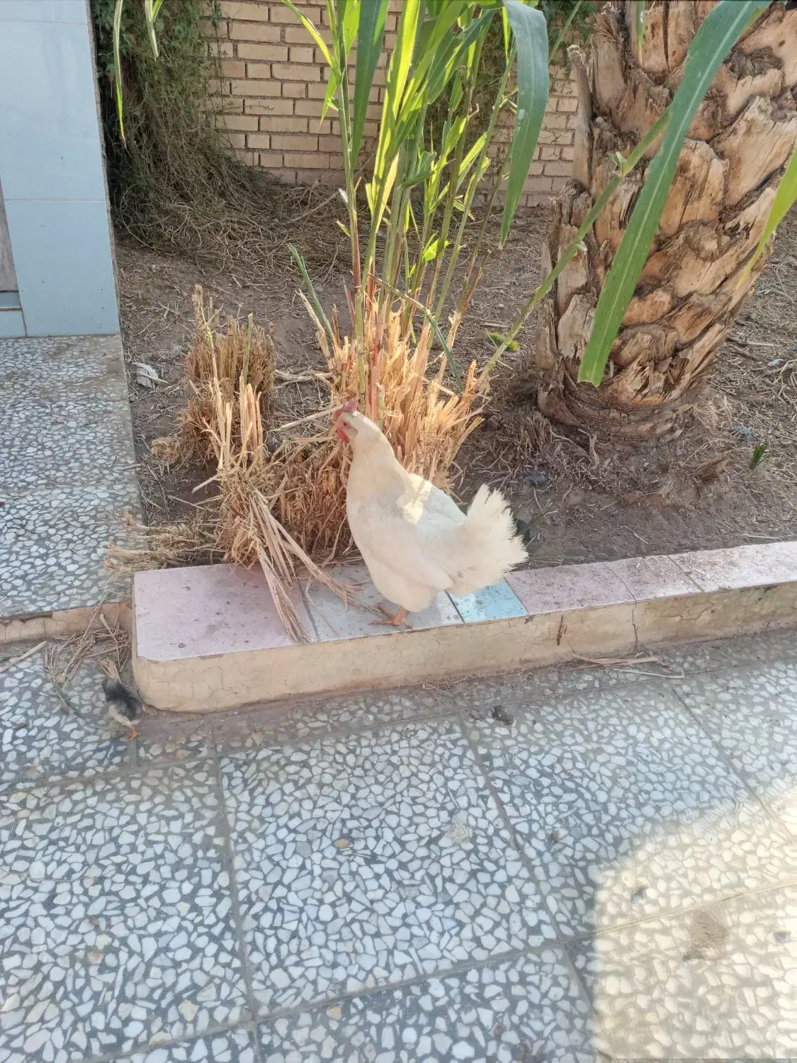 مرغ و جوجه عربی|حیوانات مزرعه|حمیدیه, |دیوار