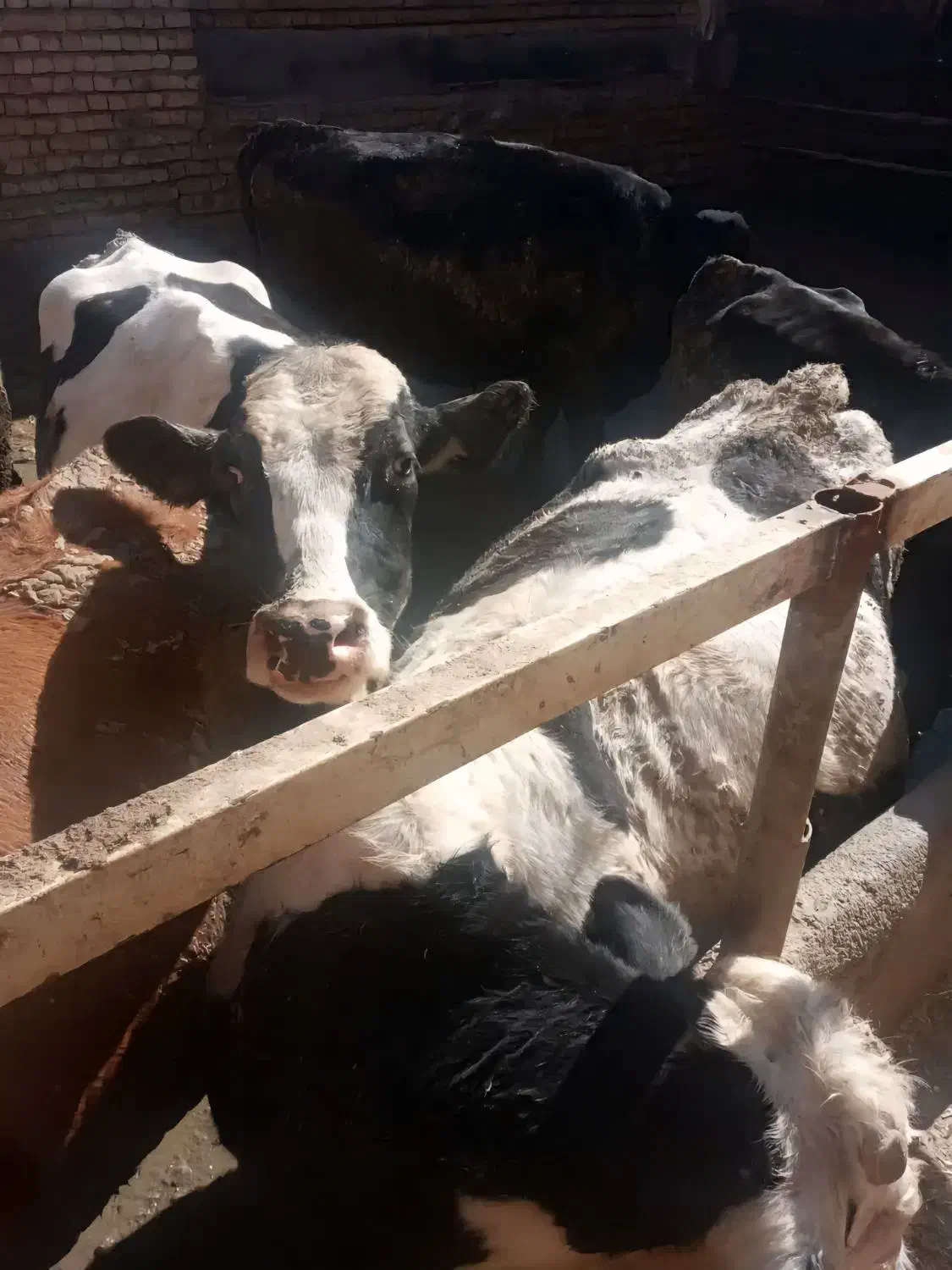 گاو شیری|حیوانات مزرعه|قم, انصار‌الحسین|دیوار