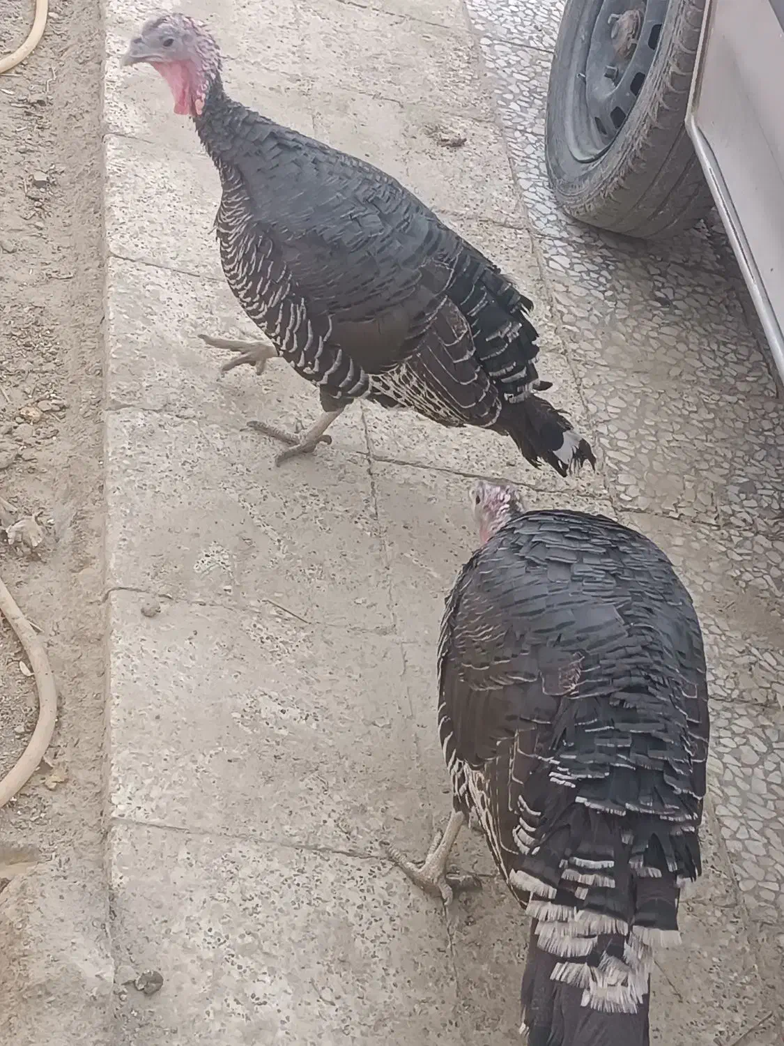 بوقلمون|حیوانات مزرعه|زهک, |دیوار