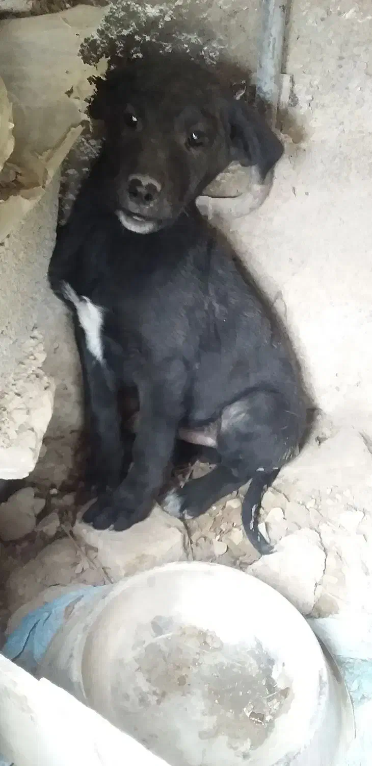 سرابی نر اصیل|سگ|هشتگرد, تهران دشت|دیوار