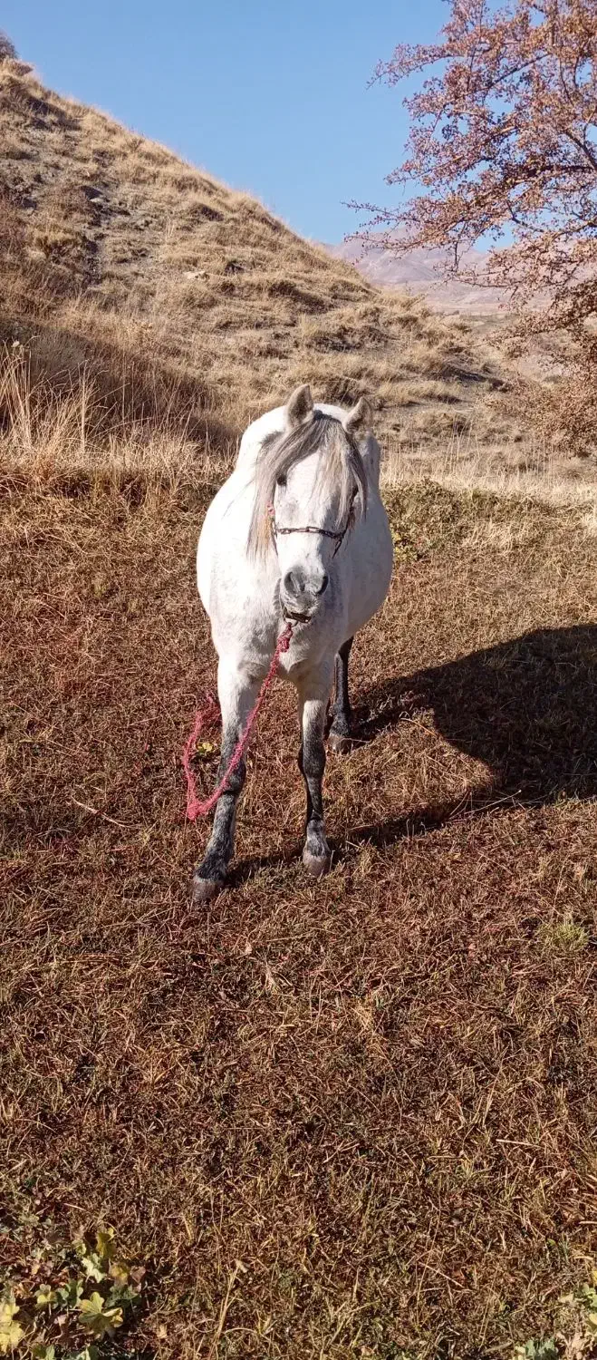 اسب مادیان 6ساله|اسب و تجهیزات اسب‌سواری|ارومیه, |دیوار