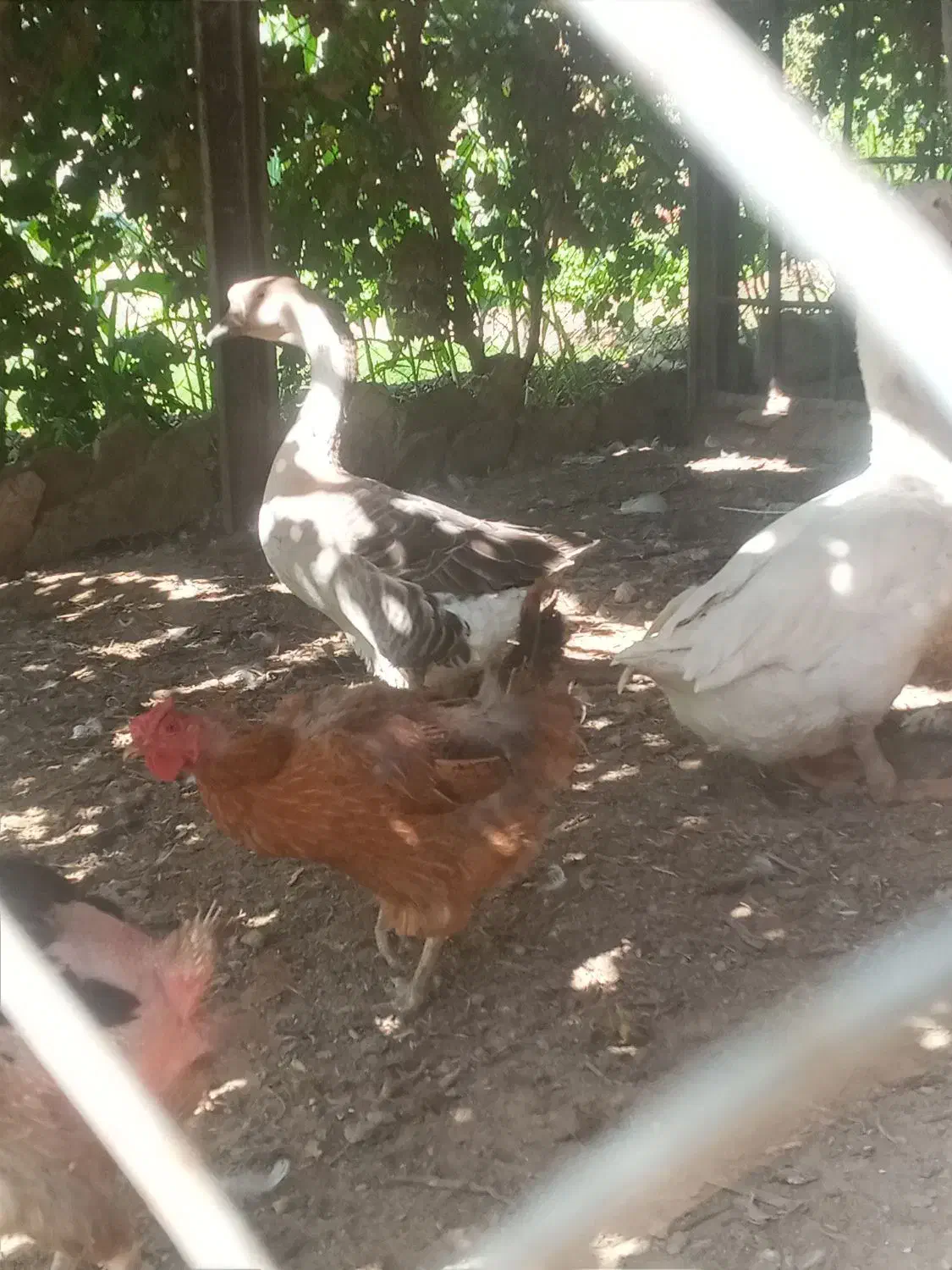 بوقلمون، مرغ، قو غاز ،مرغ شاخدار|حیوانات مزرعه|پیشوا, |دیوار