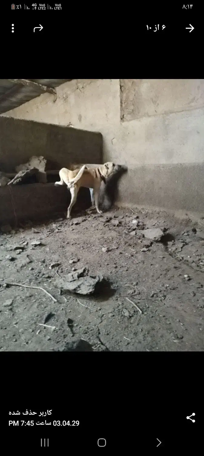 سگ سرابی|سگ|قزوین, |دیوار