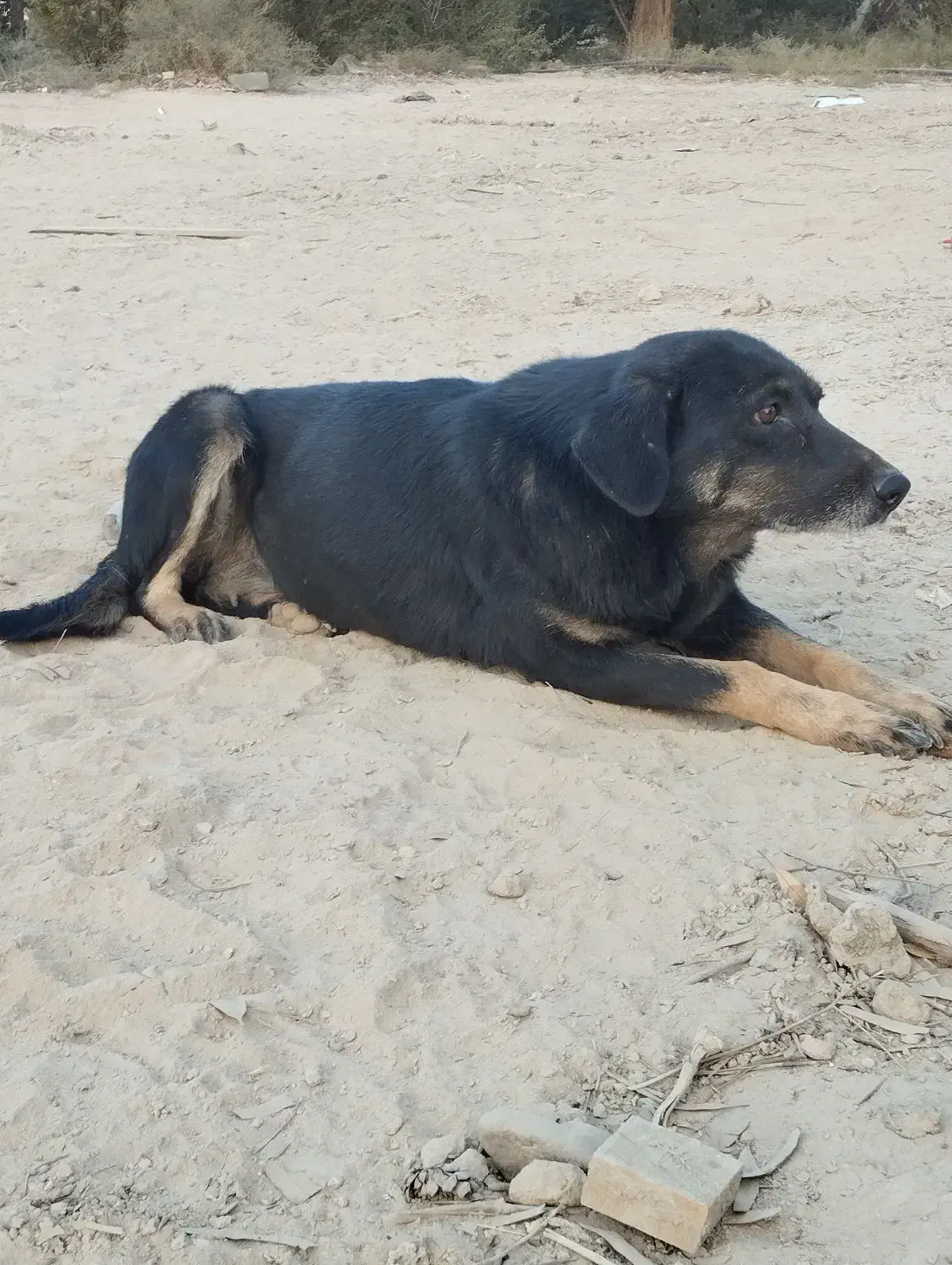 واگذاری سگ ماده نگهبان|سگ|سمنان, |دیوار