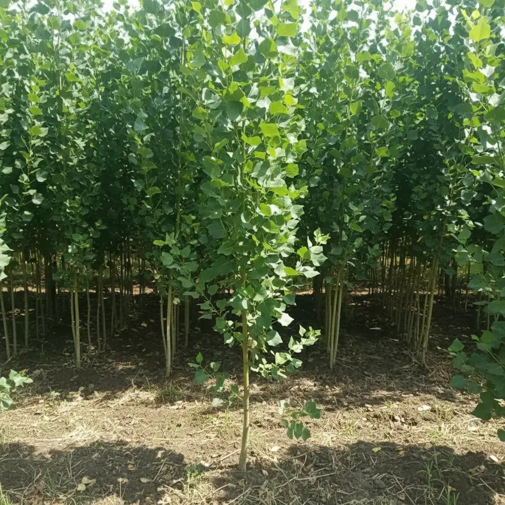 نهال صنوبر شال درجه یک برای زراعت چوب|خدمات باغبانی و درختکاری|ساری, |دیوار