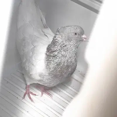 کبوتر|حیوانات|بجنورد, |دیوار