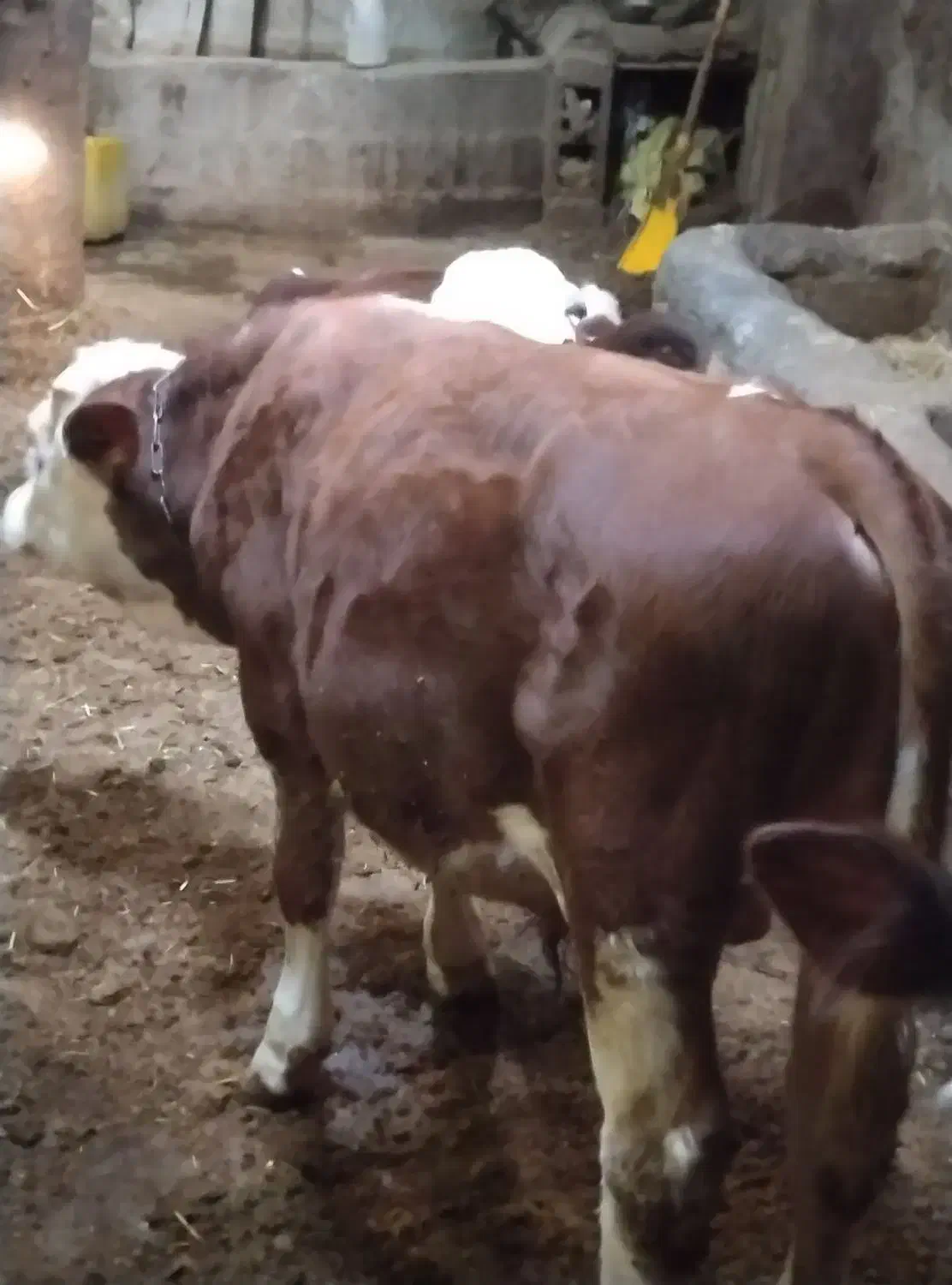 سه عدد گوساله سیمنتال دوتا نرویکی ماده ممتاز|حیوانات مزرعه|تخت سلیمان, |دیوار